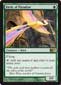Birds of Paradise