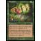 Afiya Grove Thumb Nail