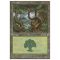 Forest A Thumb Nail