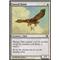 Suntail Hawk Thumb Nail