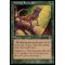 Basking Rootwalla Thumb Nail