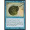 Horseshoe Crab Thumb Nail